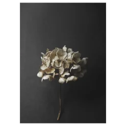 Lámina Still Life 04 Hydrangea, 50x70 cm